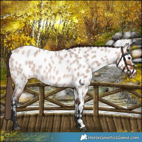 Horse Color:Bay Roan Dun Appaloosa