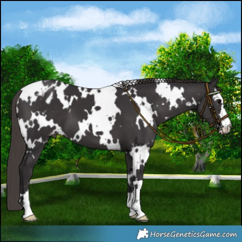 Horse Color:White Spotted Smoky Black Appaloosa 