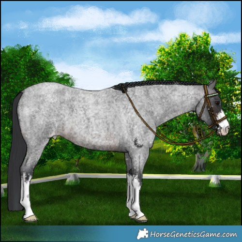 Horse Color:White Spotted Brown Roan Appaloosa 