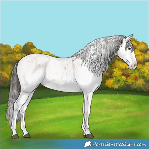 Horse Color:White Spotted Bay Splash and White Spotted Bay Splash