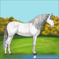 Horse Color:White Spotted Bay Splash  and White Spotted Bay Splash 