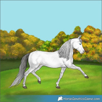 Horse Color:Liver Chestnut Frame
