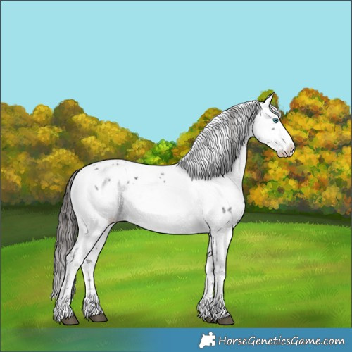 Horse Color:Liver Chestnut Frame