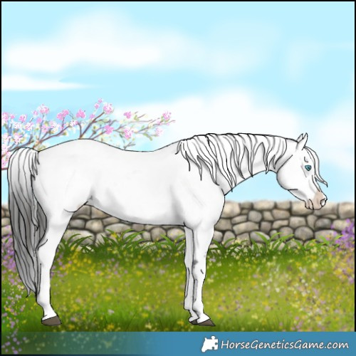 Horse Color:Liver Chestnut Frame 