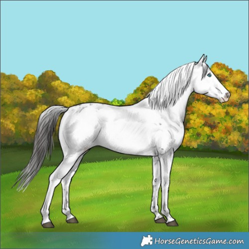 Horse Color:Liver Chestnut Frame 