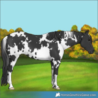 Horse Color:White Spotted Black
