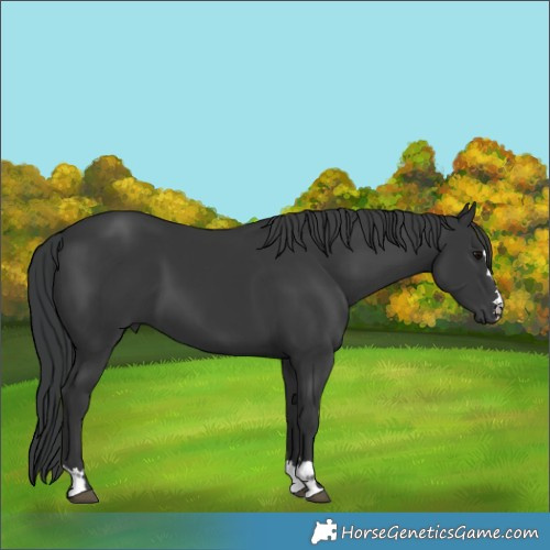Horse Color:Black 