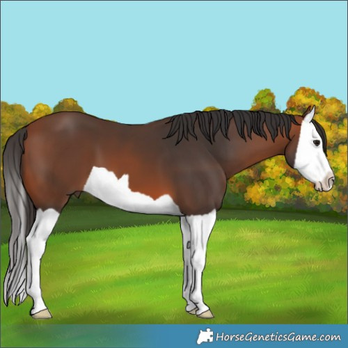 Horse Color:Bay Splash 