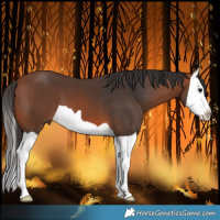 Horse Color:Bay Splash 