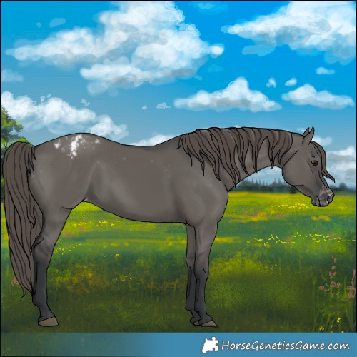 Horse Color:Grullo Appaloosa 