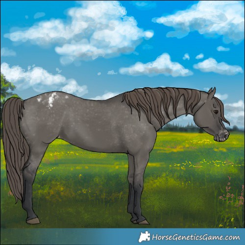 Horse Color:Grullo Varnish 