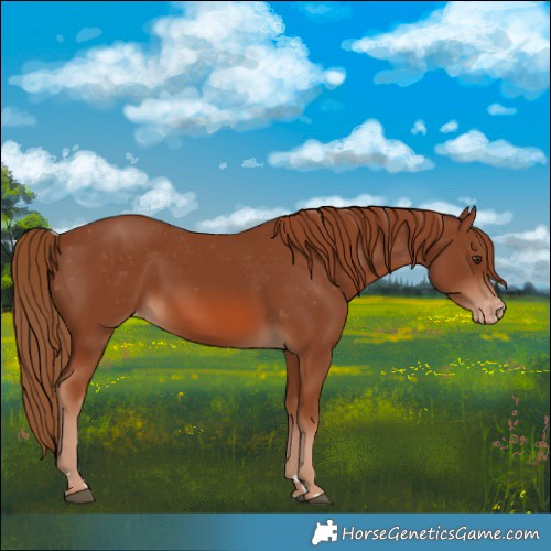 Horse Color:Chestnut Varnish 