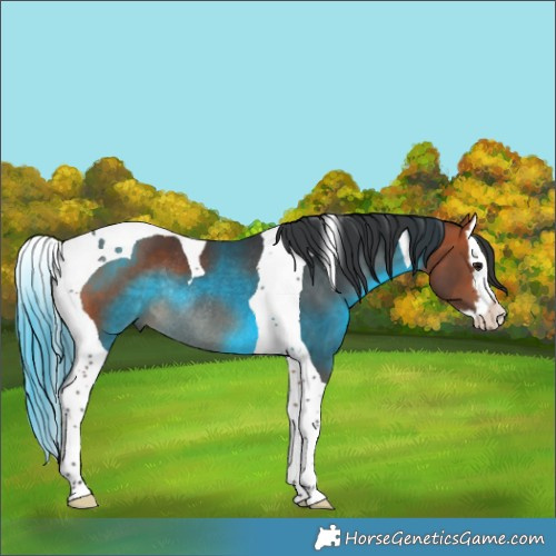 Horse Color:Bay Splash Tobiano Rabicano 