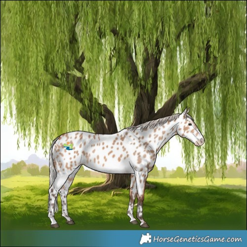 Horse Color:Silver Bay Dun Appaloosa 