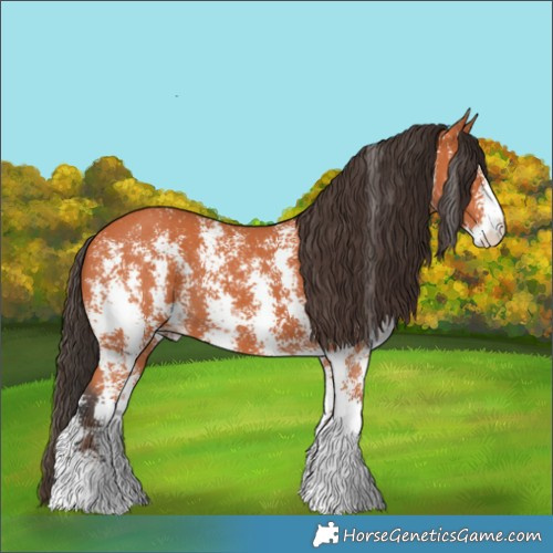 Horse Color:Bay Sabino