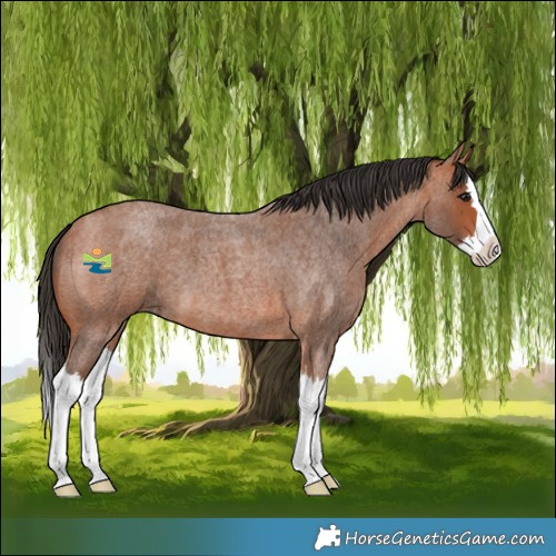 Horse Color:Bay Roan Splash 