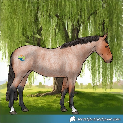 Horse Color:Bay Roan 