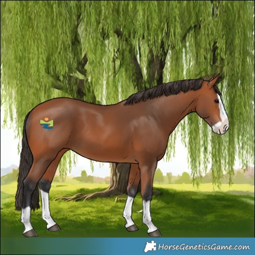 Horse Color:Bay Splash 