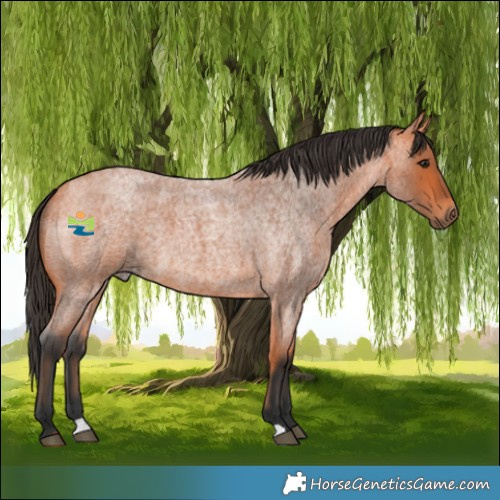 Horse Color:Bay Roan 