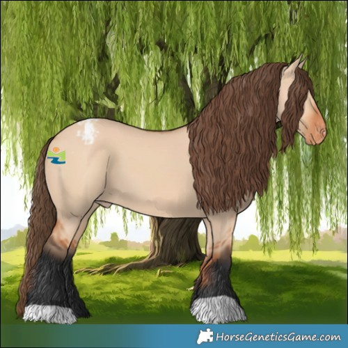 Horse Color:Bay Dun Appaloosa