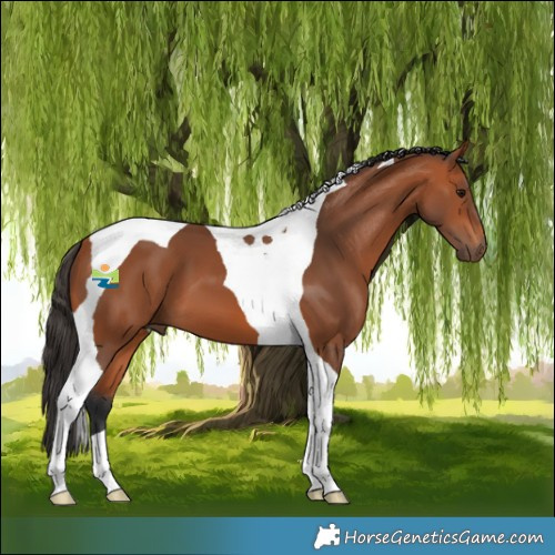 Horse Color:Bay Tobiano 