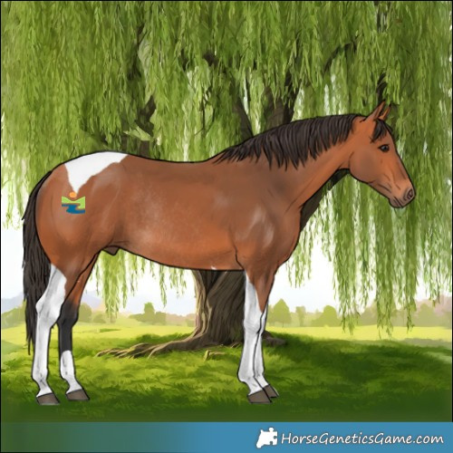 Horse Color:Bay Tobiano Rabicano 