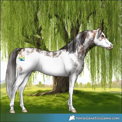 Horse Color:Bay Sabino Frame 