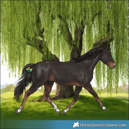 Horse Color:Liver Chestnut Rabicano 