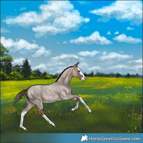 Horse Color:Liver Red Dun Roan Splash 