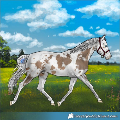 Horse Color:Bay Dun Harlequin Merle Splash Tobiano 