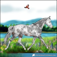 Horse Color:Brown Roan Harlequin Merle Splash