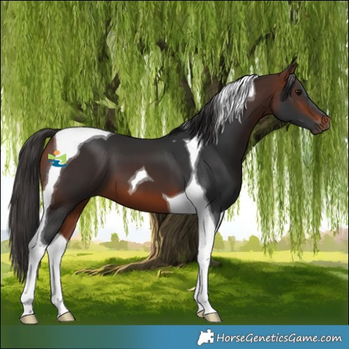 Horse Color:Bay Tobiano
