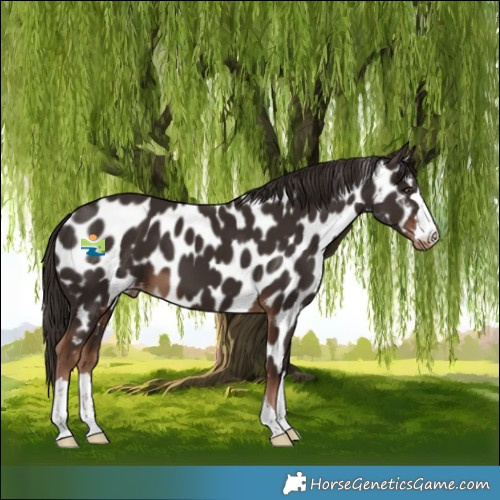 Horse Color:Liver Chestnut Appaloosa 