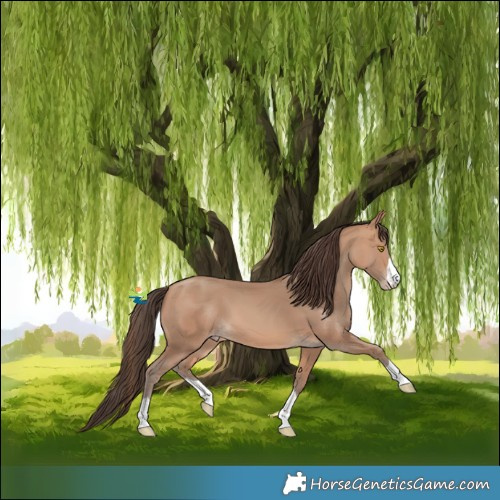 Horse Color:Amber Champagne 
