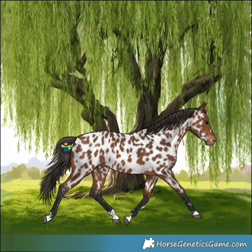 Horse Color:Bay Appaloosa Rabicano 