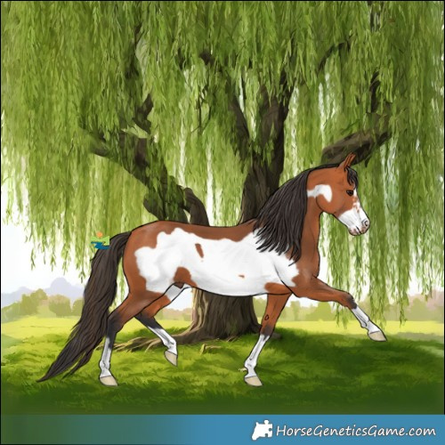 Horse Color:Bay Frame 
