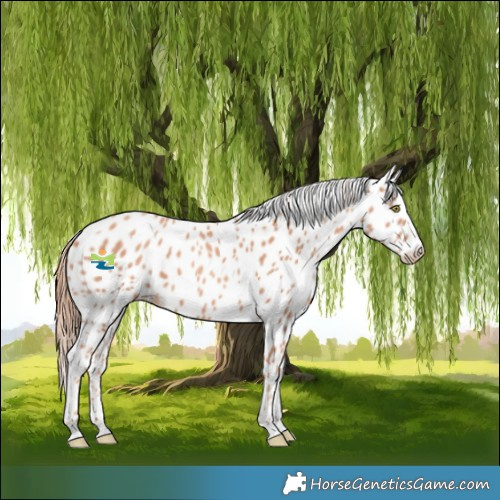 Horse Color:Gold Champagne Appaloosa