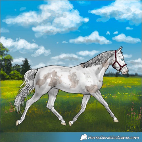 Horse Color:Bay Roan Dun Harlequin Merle Splash Rabicano 