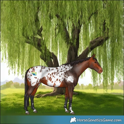 Horse Color:Bay Appaloosa 