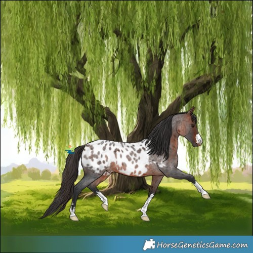Horse Color:Bay Roan Appaloosa 