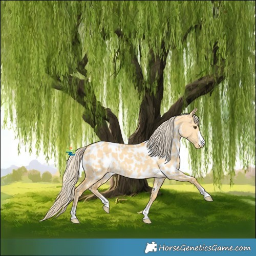 Horse Color:Palomino Dun Appaloosa 