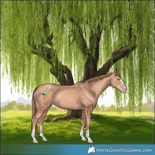 Horse Color:Gold Champagne Rabicano 