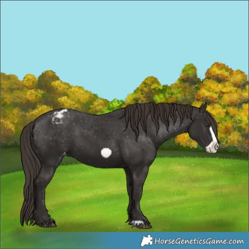 Horse Color:Liver Chestnut Frame Appaloosa 