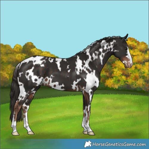Horse Color:White Spotted Liver Chestnut Appaloosa 