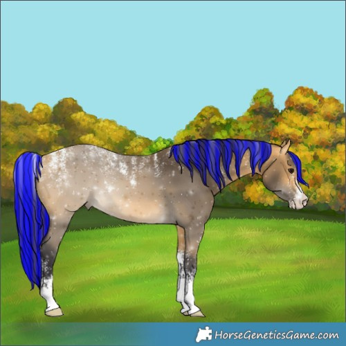 Horse Color:Powder White Painted Buckskin 