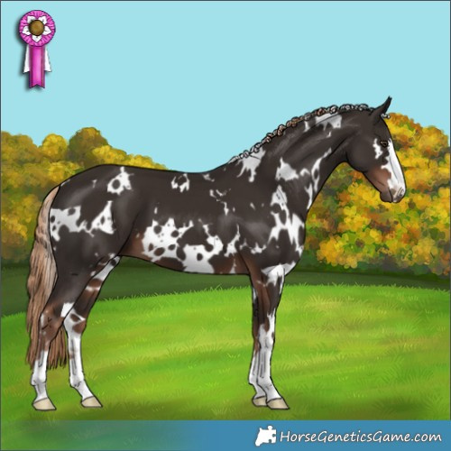 Horse Color:White Spotted Liver Chestnut 