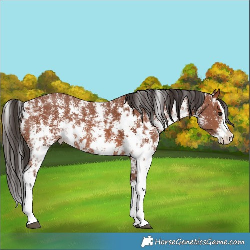 Horse Color:Bay Sabino Rabicano  and Bay Sabino Splash Rabicano 