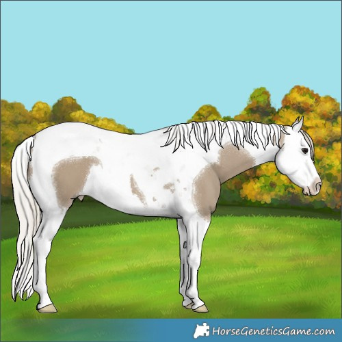 Horse Color:Silver Smoky Grullo Splash Tobiano