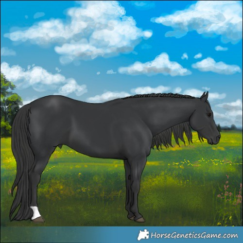 Horse Color:Black 
