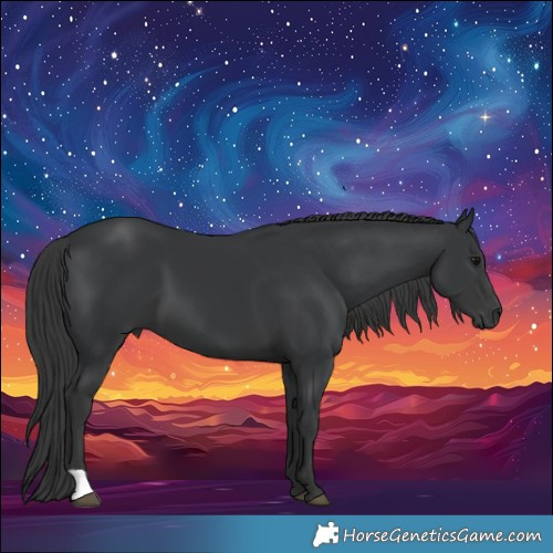 Horse Color:Black 
